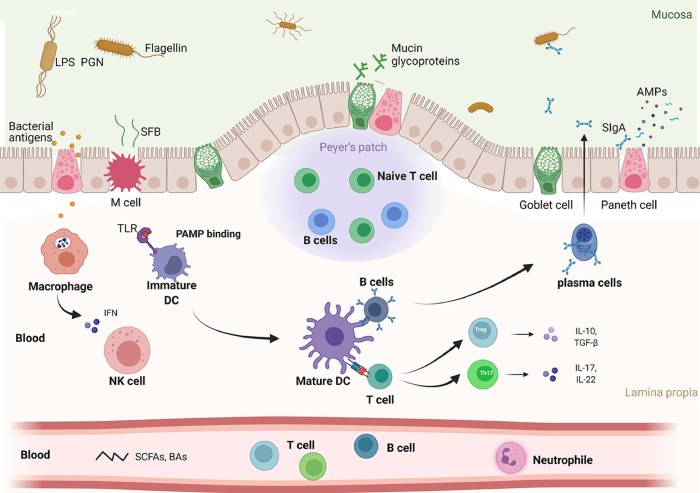 Gut health and immune system